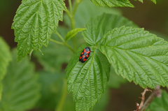 Cercopis vulnerata