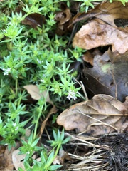 Sherardia arvensis
