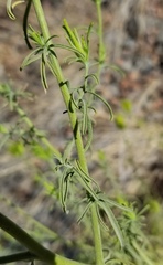 Cordylanthus rigidus