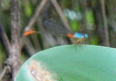 Ceriagrion cerinorubellum