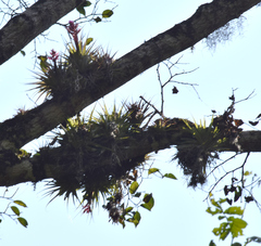 Tillandsia geminiflora
