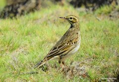 Anthus australis