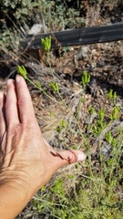 Cordylanthus rigidus