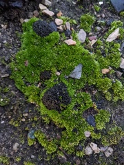 Bryophyta