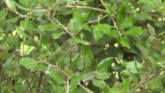 Phylloscopus bonelli