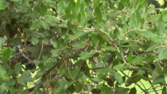 Phylloscopus bonelli