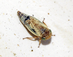 Laburrus quadratus