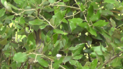 Phylloscopus bonelli