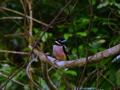 Eurylaimus ochromalus