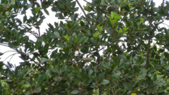 Phylloscopus bonelli