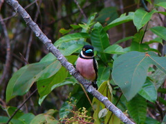 Eurylaimus ochromalus