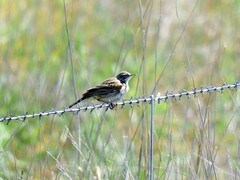 Anthus australis