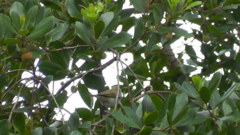 Phylloscopus bonelli