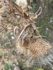 Cirsium vulgare