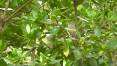 Phylloscopus bonelli