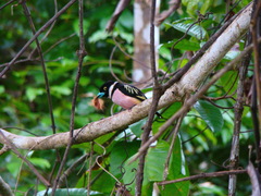 Eurylaimus ochromalus