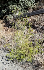 Cordylanthus rigidus