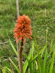 Kniphofia