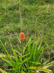 Kniphofia
