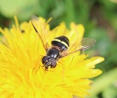 Dasysyrphus tricinctus