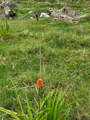 Kniphofia