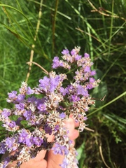 Limonium vulgare