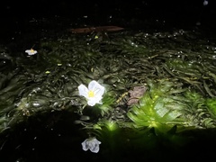 Egeria densa