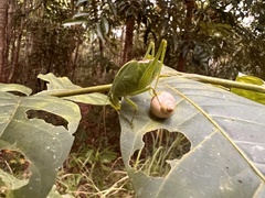 Paracaedicia serrata