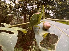 Paracaedicia serrata