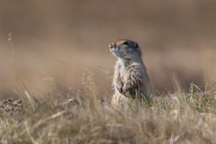 Urocitellus undulatus