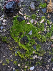 Bryophyta