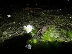 Egeria densa