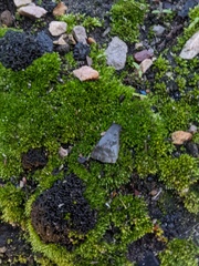 Bryophyta