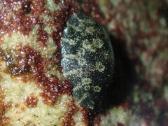 Onchidella nigricans