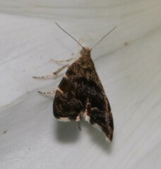 Anthophila fabriciana