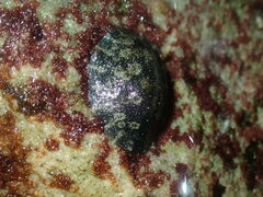 Onchidella nigricans