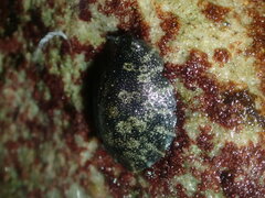 Onchidella nigricans