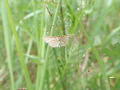 Idaea humiliata