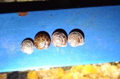 Helicigona lapicida
