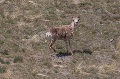 Ovis ammon