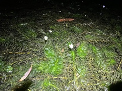 Egeria densa