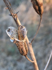 Toxicoscordion fremontii