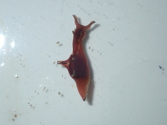 Aplysiidae
