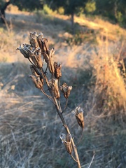 Toxicoscordion fremontii