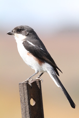 Lanius collaris collaris