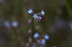 Myosotis arvensis