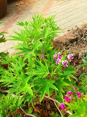 Pelargonium citronellum