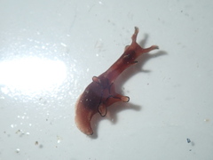 Aplysiidae