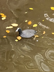 Fulica atra