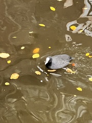 Fulica atra